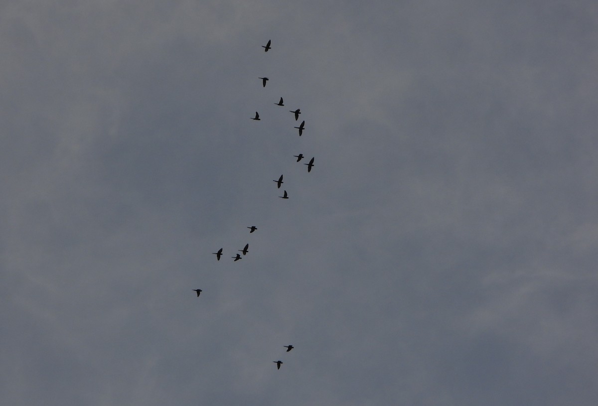Scarlet-fronted Parakeet - ML645809073