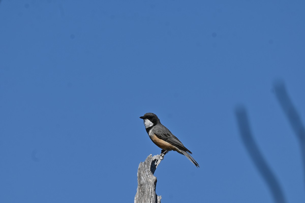 Rufous Whistler - ML645809074