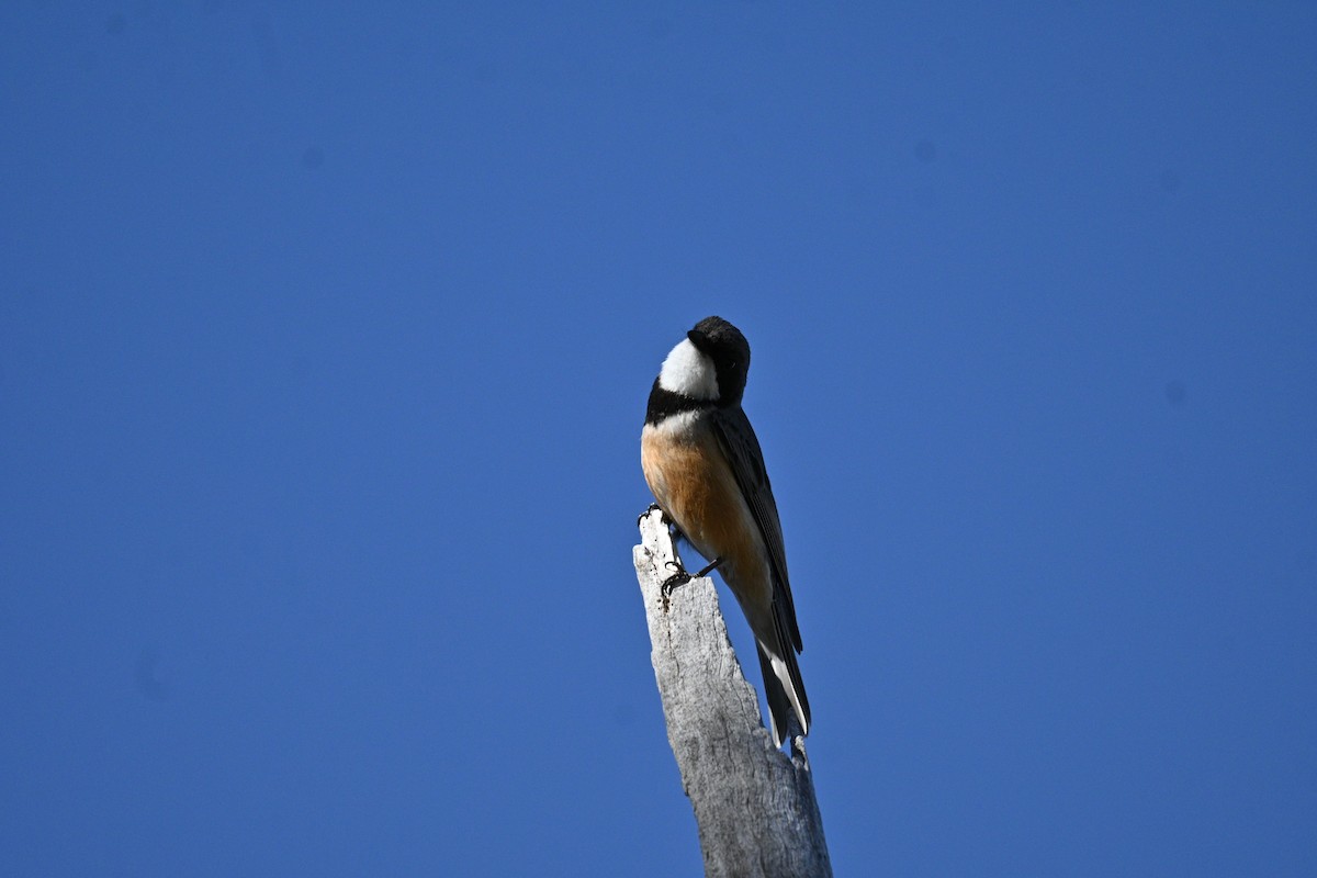 Rufous Whistler - ML645809075