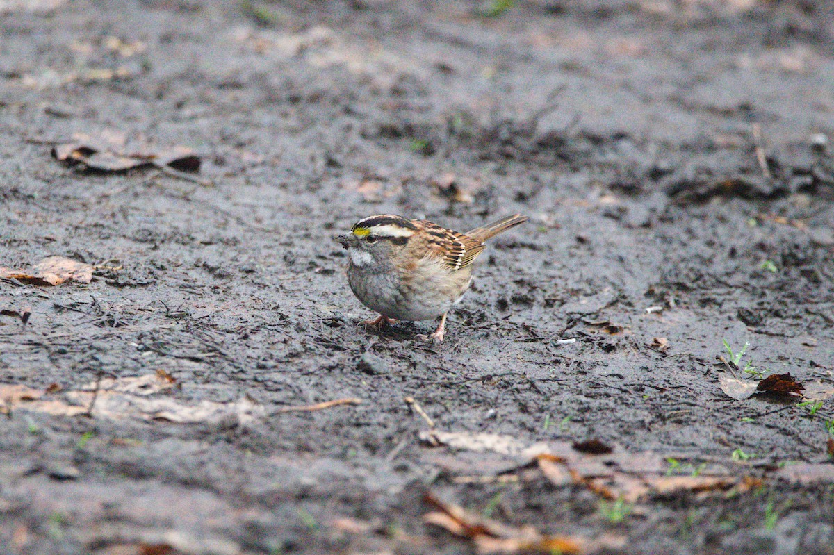 White-throated Sparrow - ML645809076
