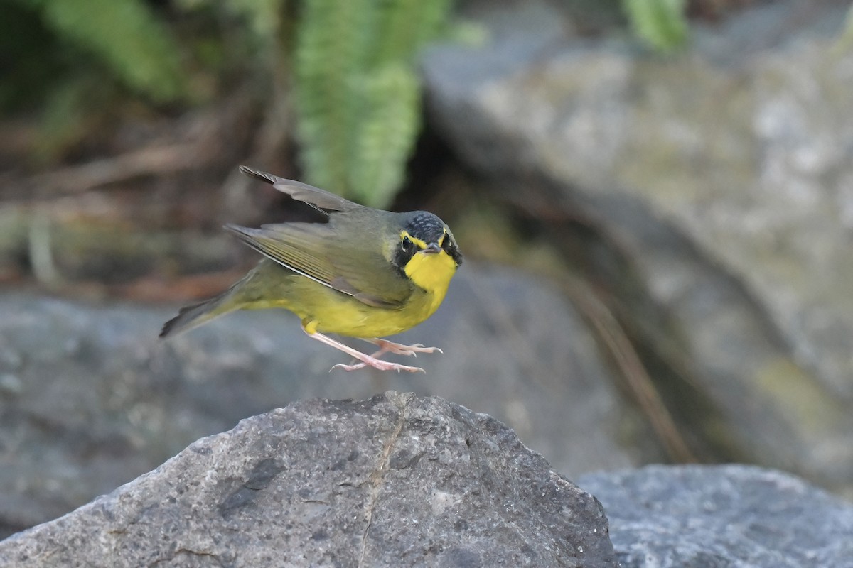 kentuckyparula - ML645809077