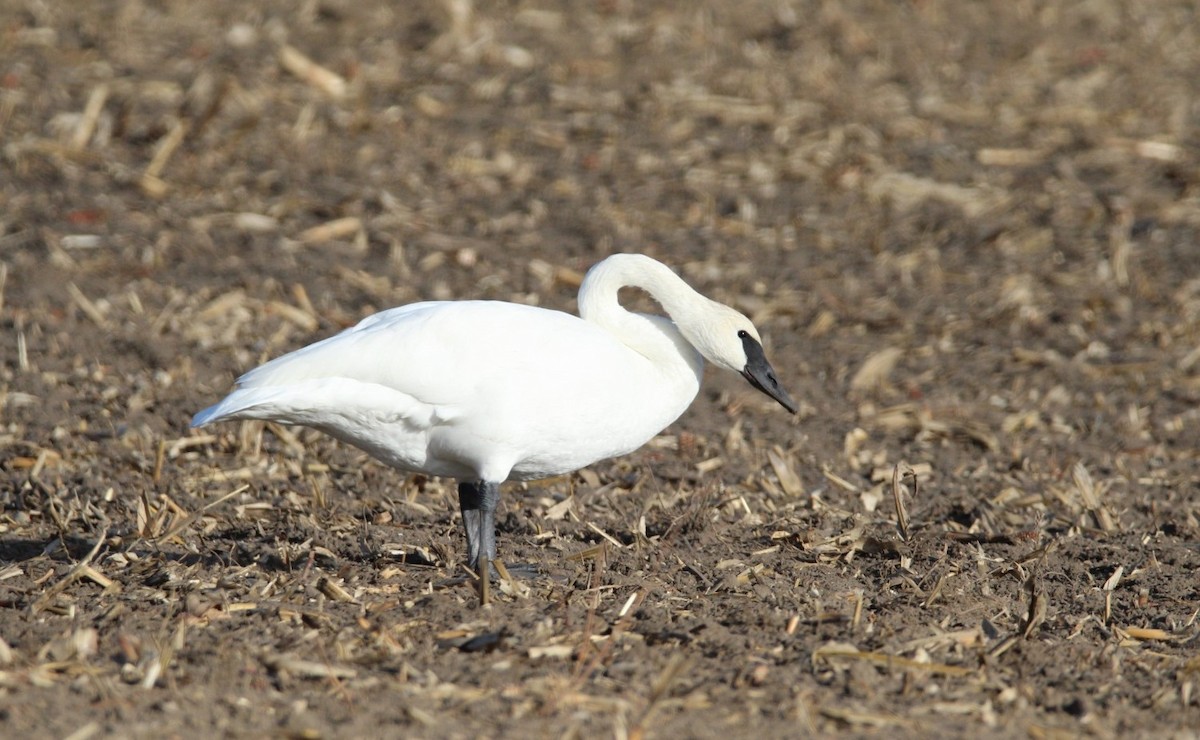 Trumpeter Swan - ML645809082