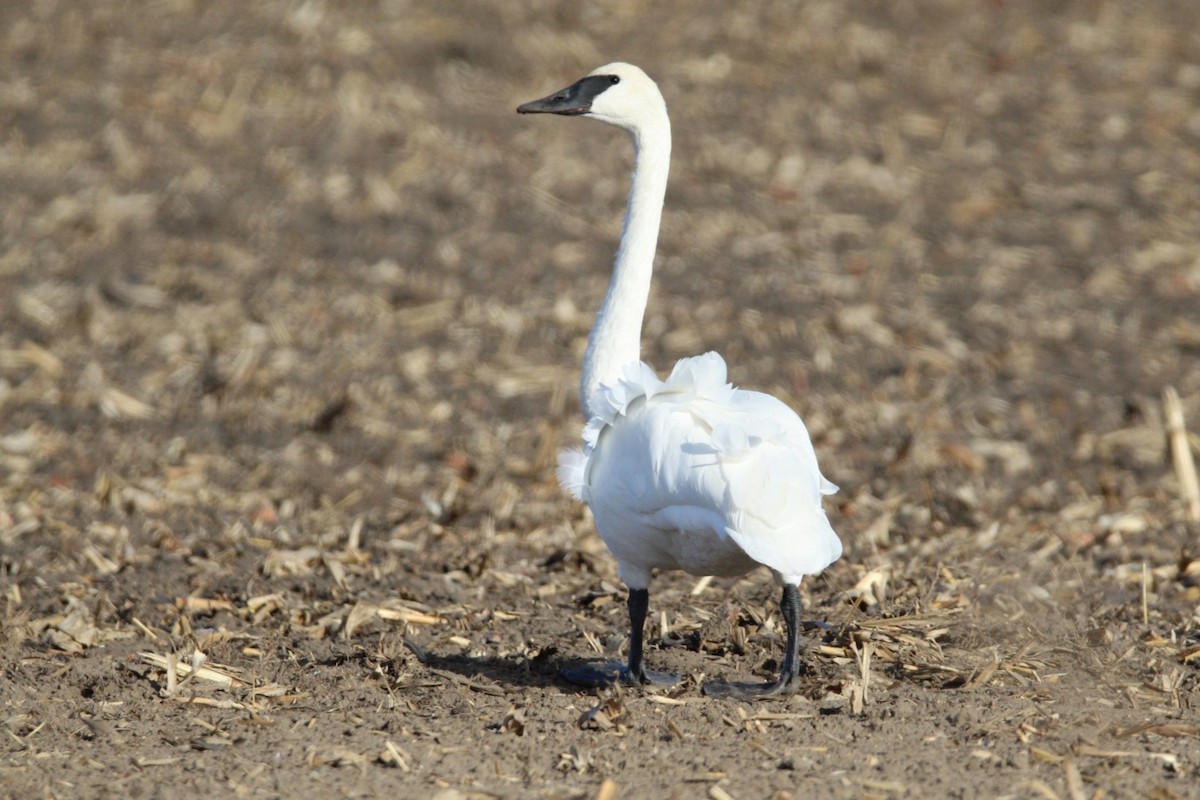 Trumpeter Swan - ML645809083