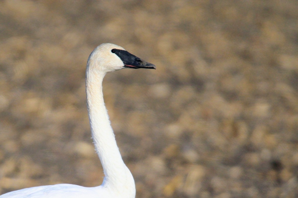 Trumpeter Swan - ML645809084