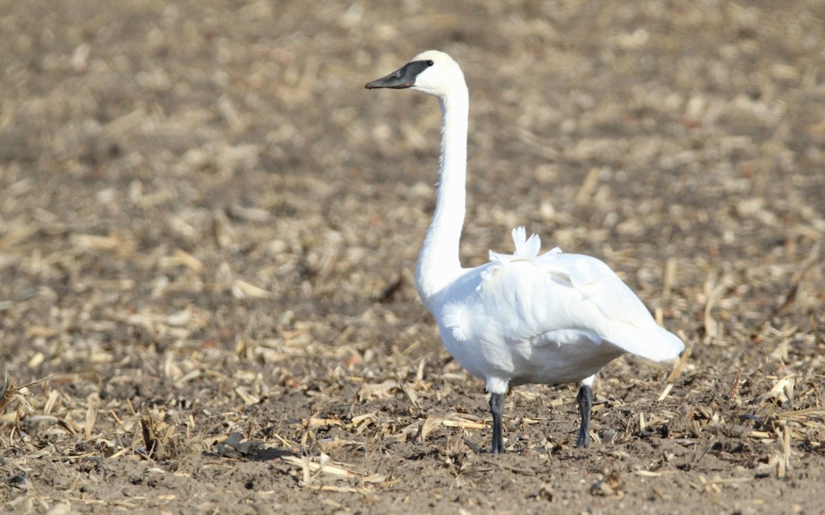 Trumpeter Swan - ML645809085