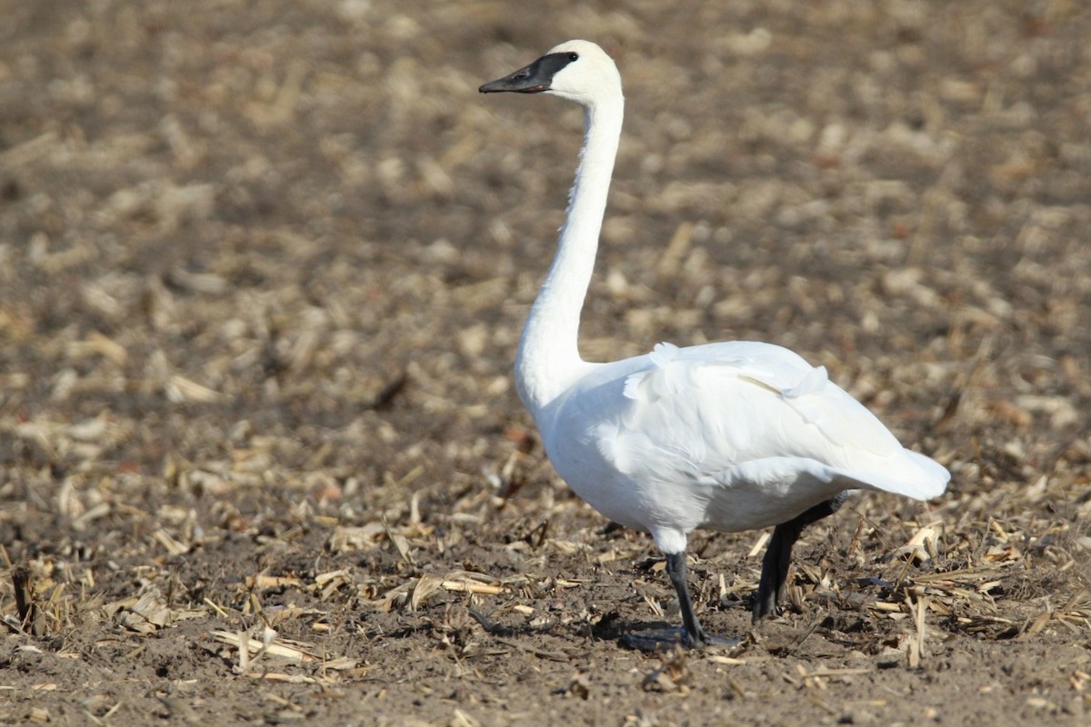 Trumpeter Swan - ML645809086