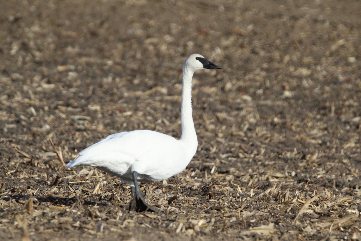 Trumpeter Swan - ML645809087
