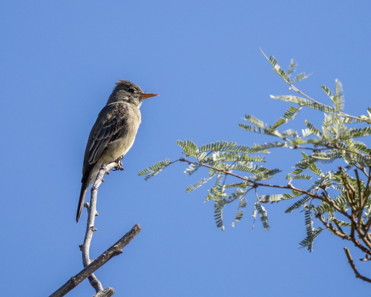 Greater Pewee - ML645809103
