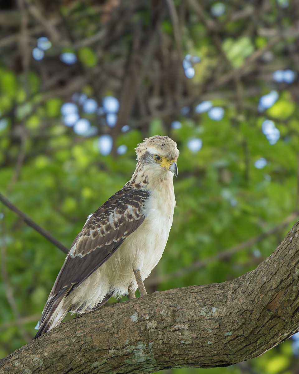 Crested Serpent-Eagle - ML645809111