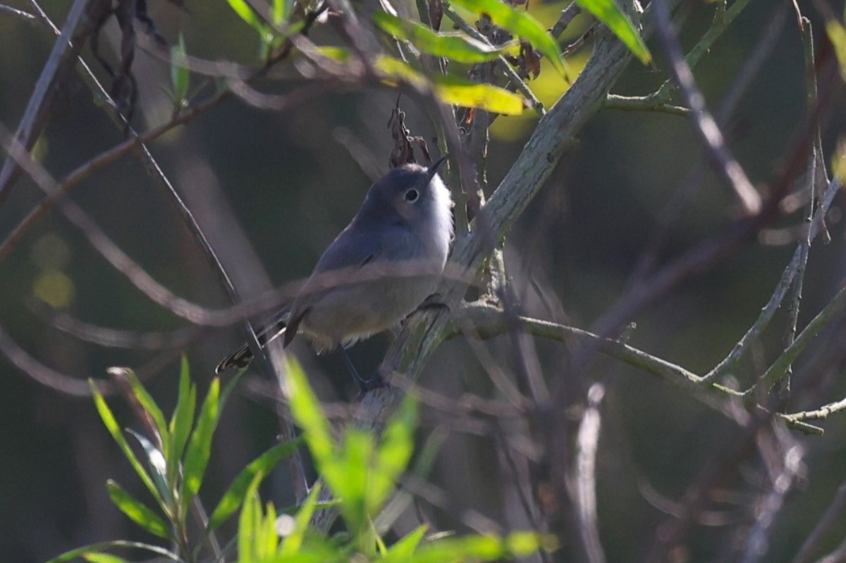 California Gnatcatcher - ML645809112