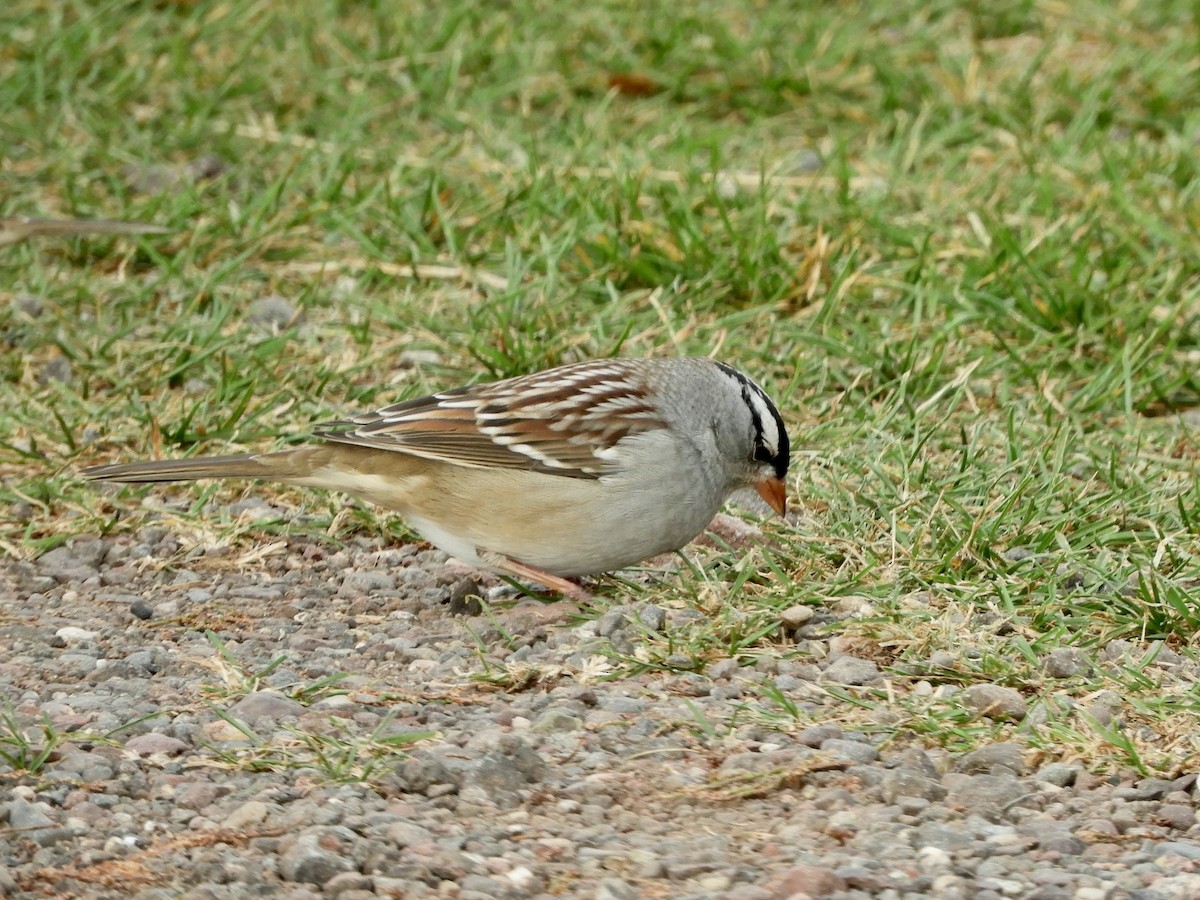 White-crowned Sparrow - ML645809113