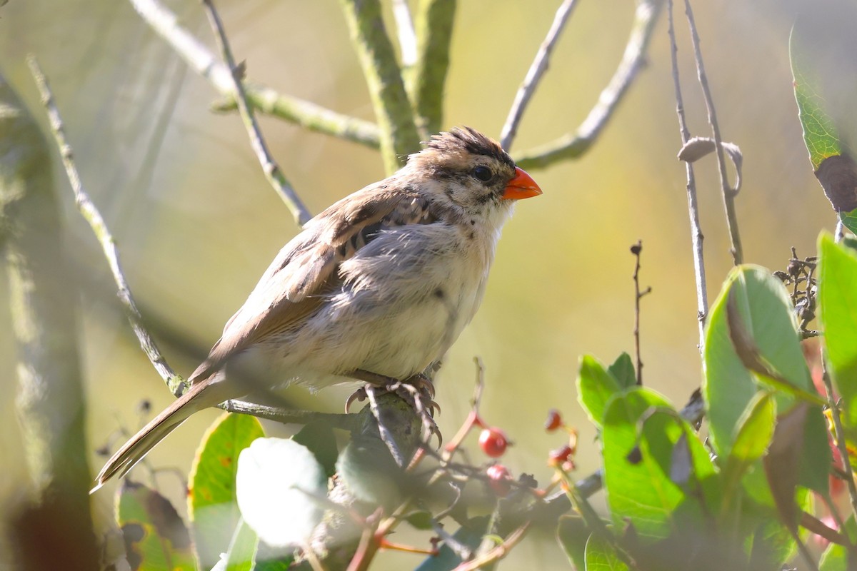 Pin-tailed Whydah - ML645809128