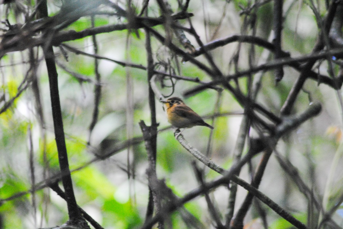 White-throated Spadebill - ML645809129