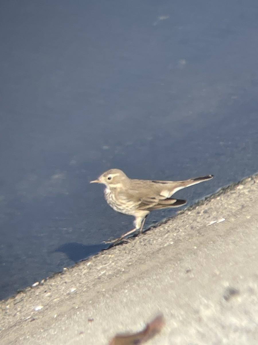 linduška tundrová - ML645809138