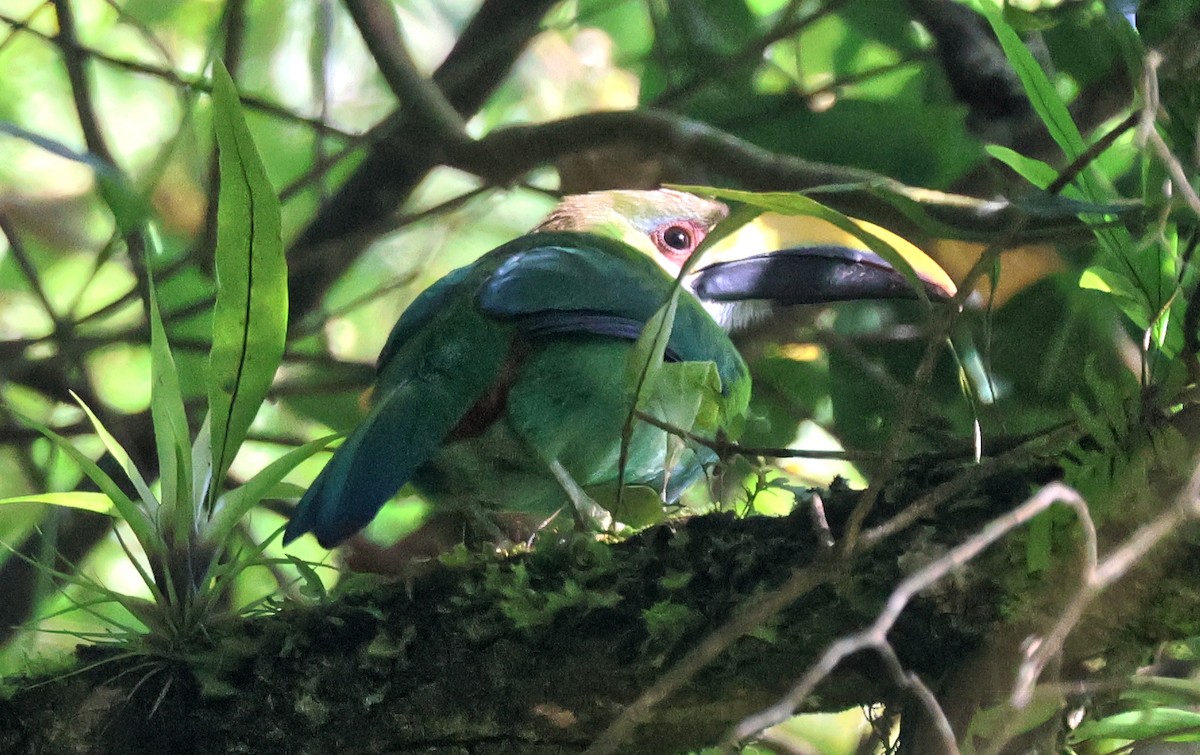 Northern Emerald-Toucanet - ML645809140