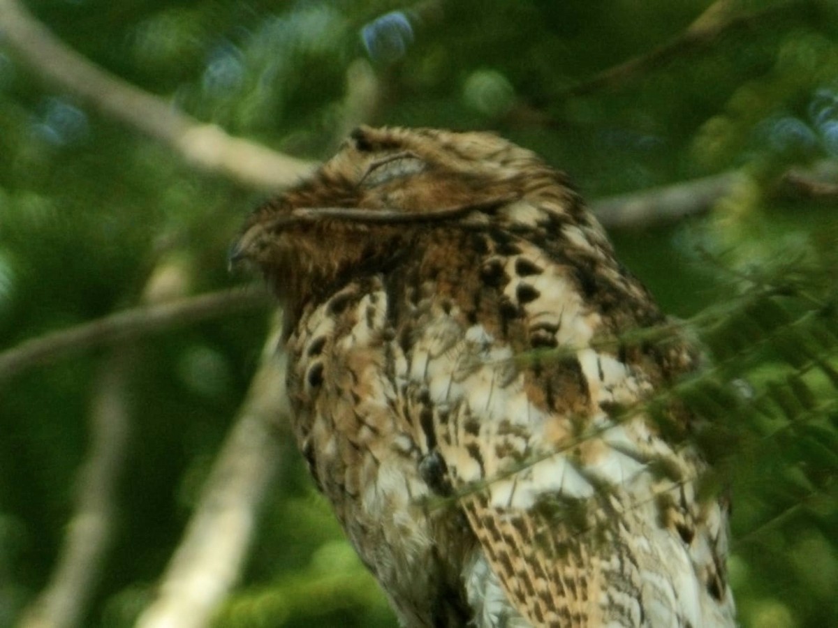 Common Potoo - ML645809146