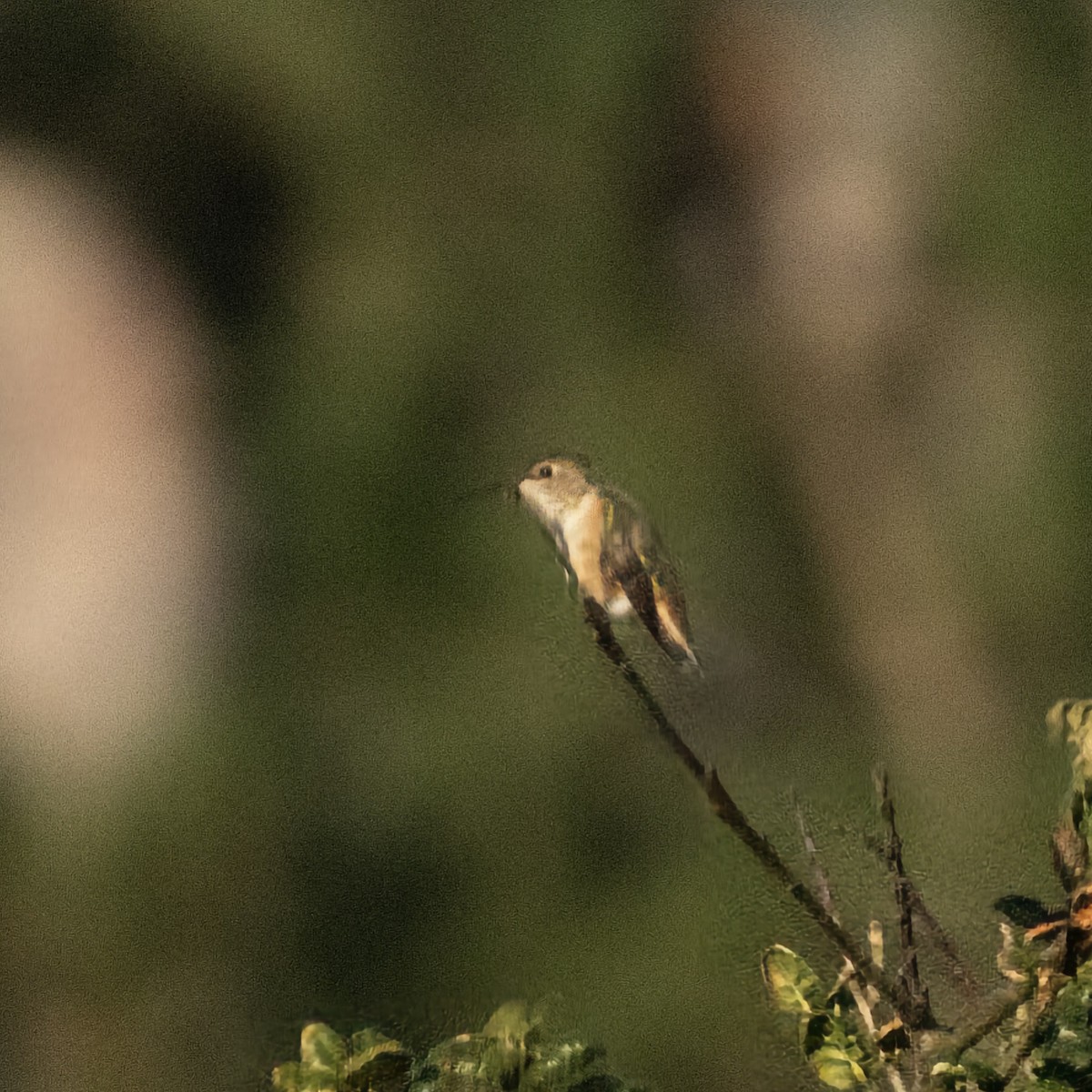 Rufous/Allen's Hummingbird - ML645809147