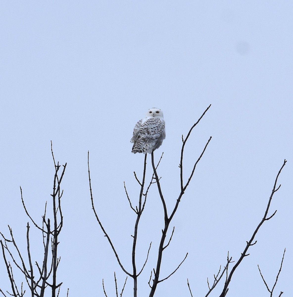 Snowy Owl - ML645809148