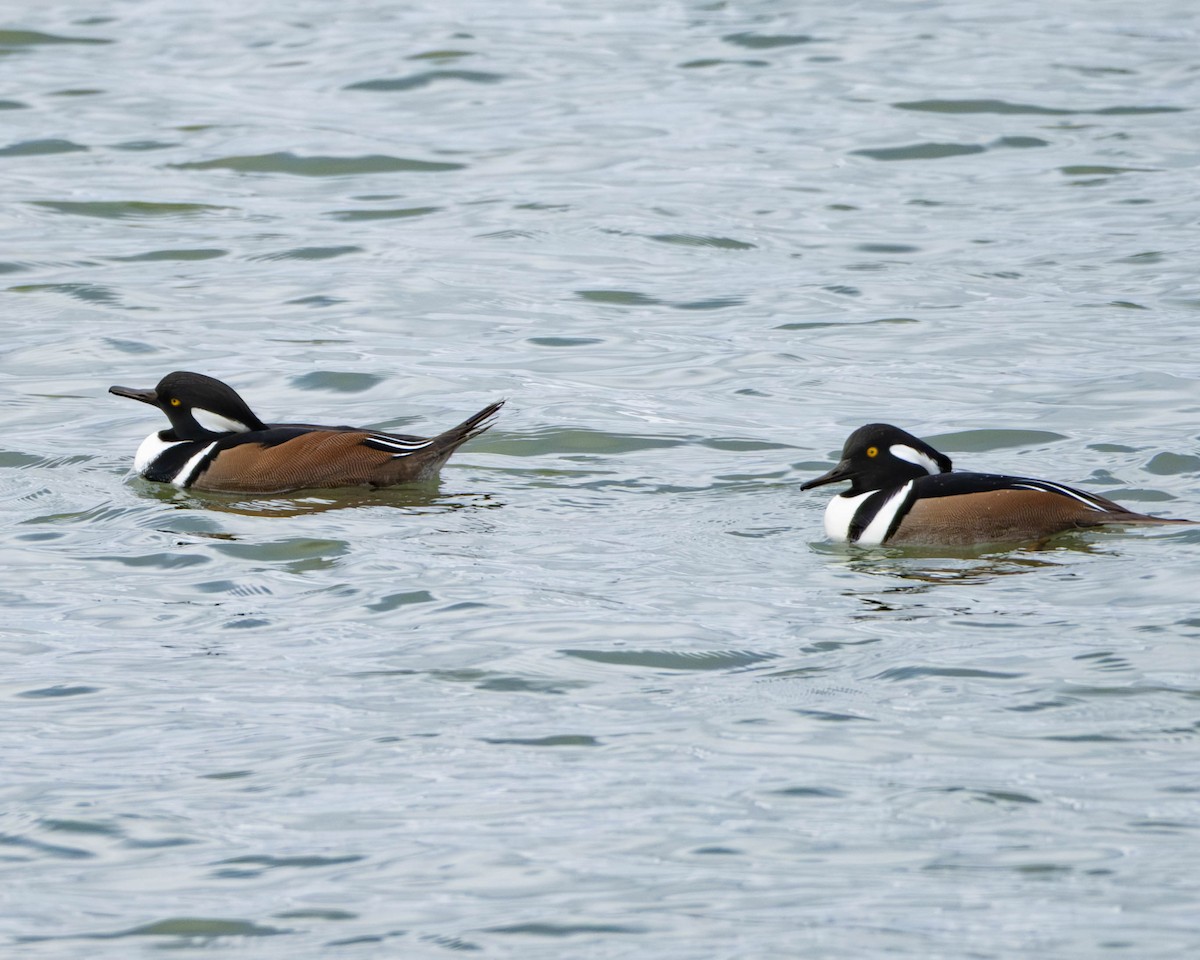 morčák chocholatý - ML645809156