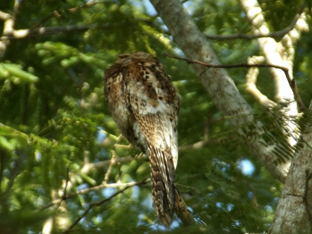 Common Potoo - ML645809157