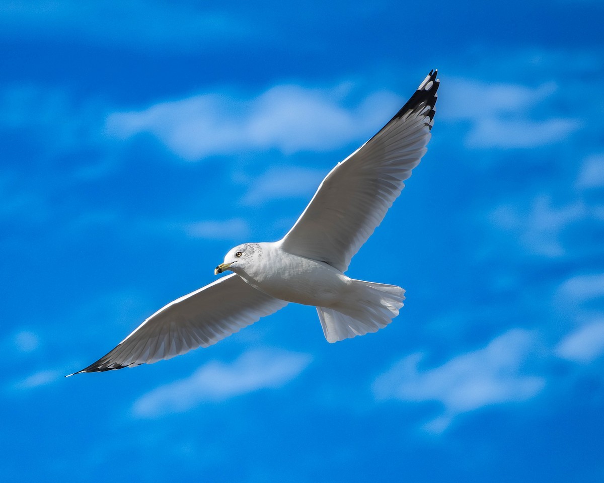 racek kroužkozobý - ML645809160