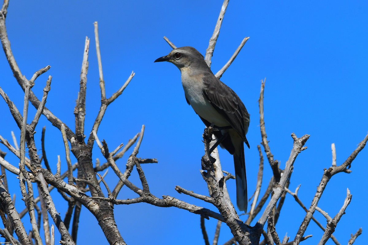 Tropical Mockingbird - ML645809161