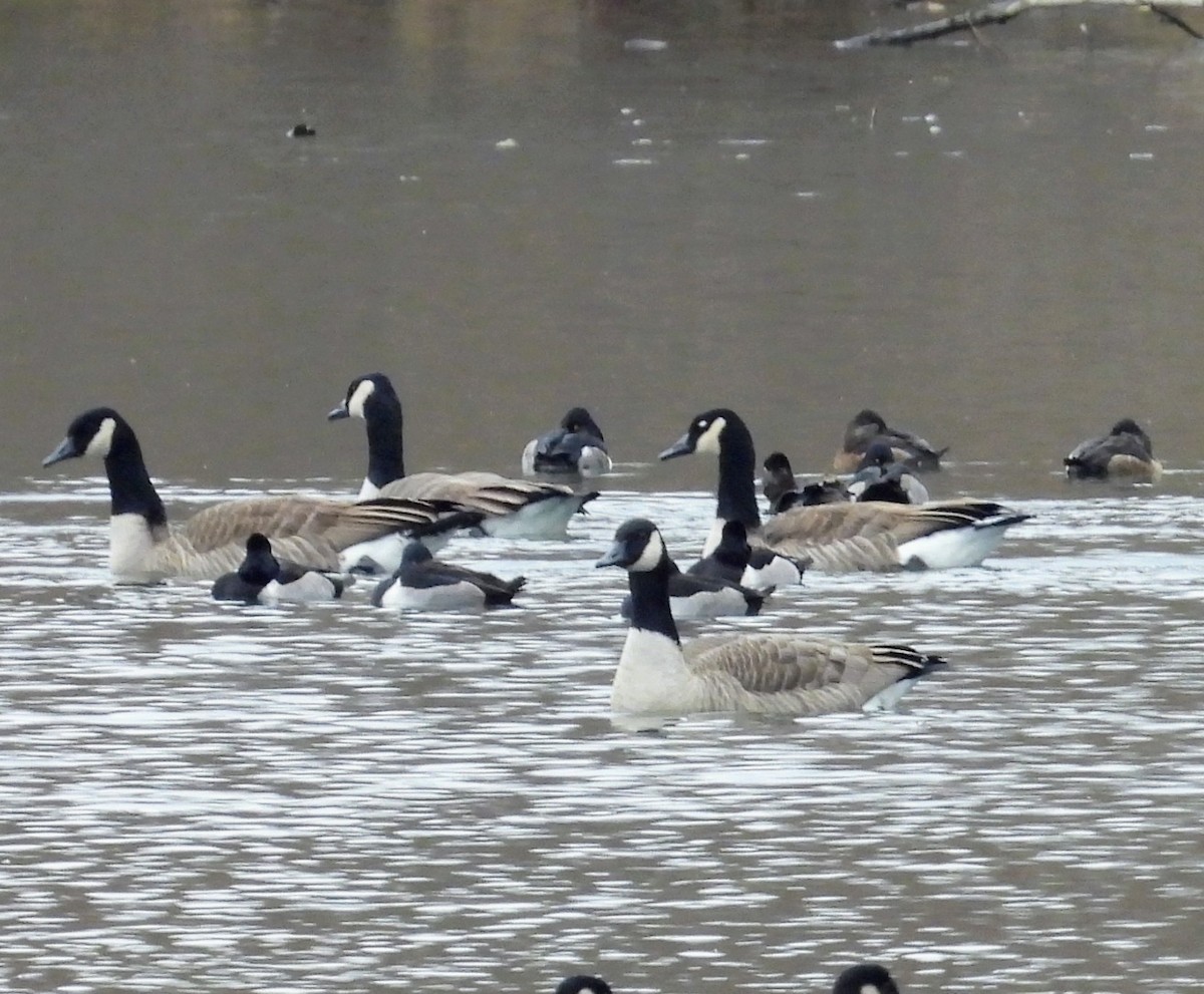 berneška velká - ML645809163