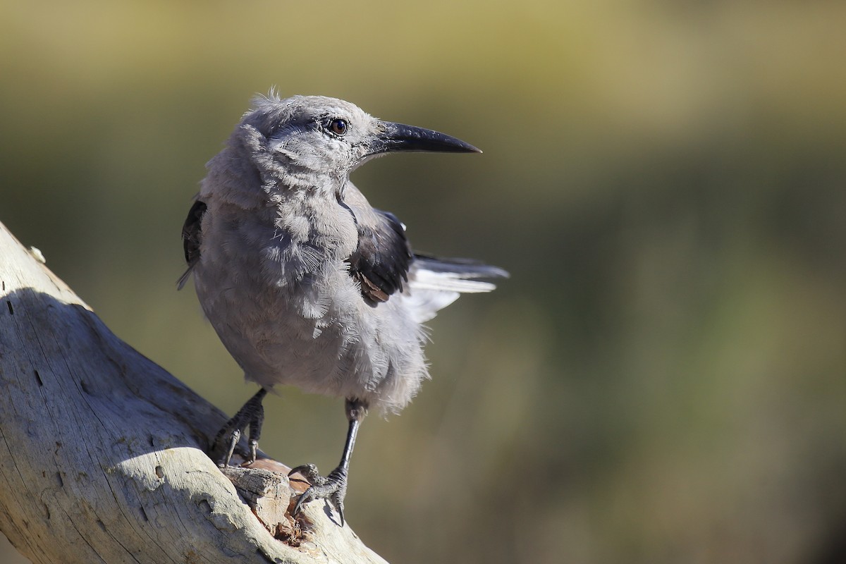 ořešník americký - ML645809164