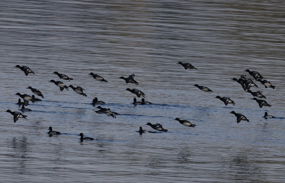 polák vlnkovaný - ML645809165