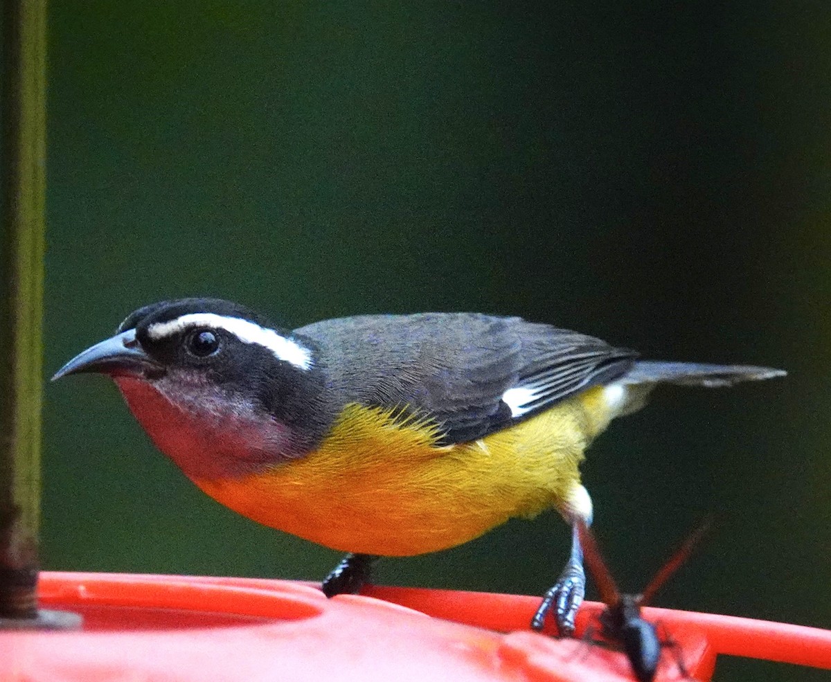 Bananaquit - ML645809167
