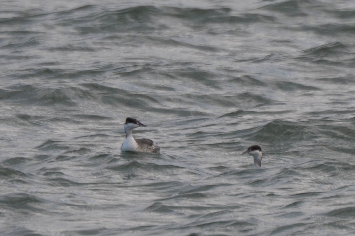 potápka žlutorohá - ML645809169