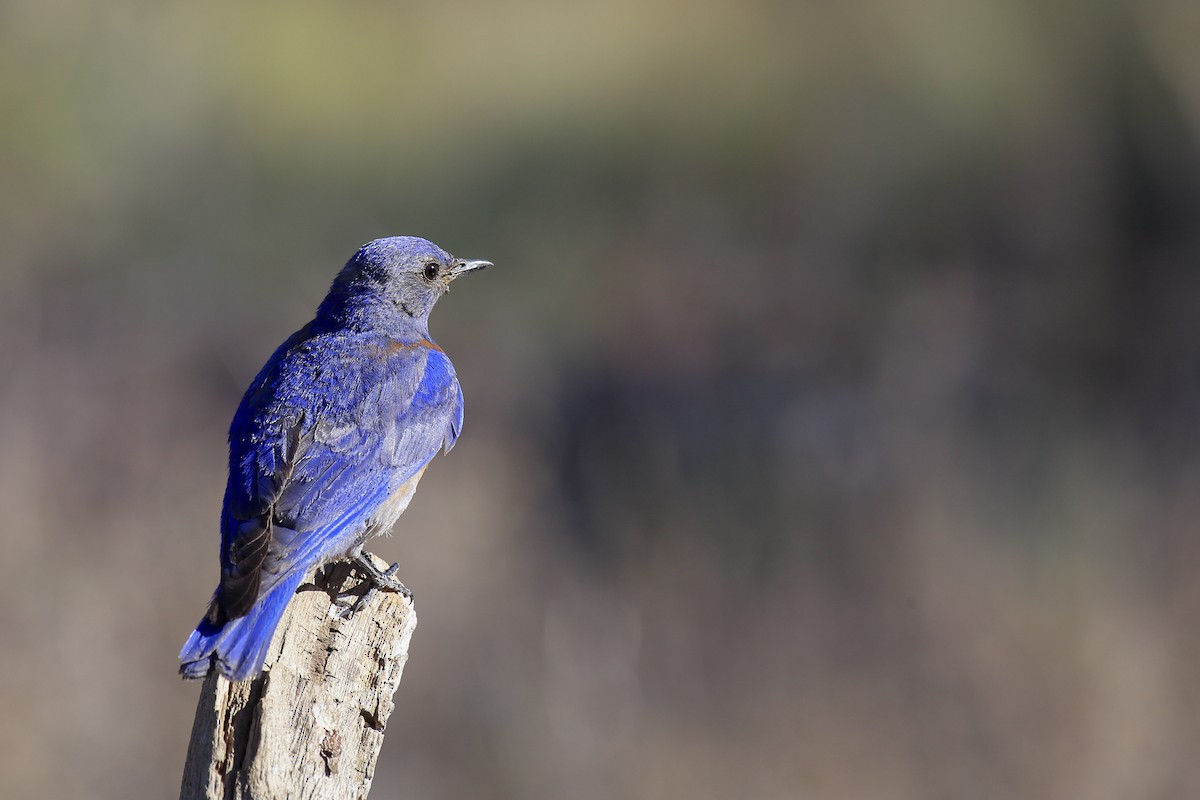 salašník západní - ML645809171