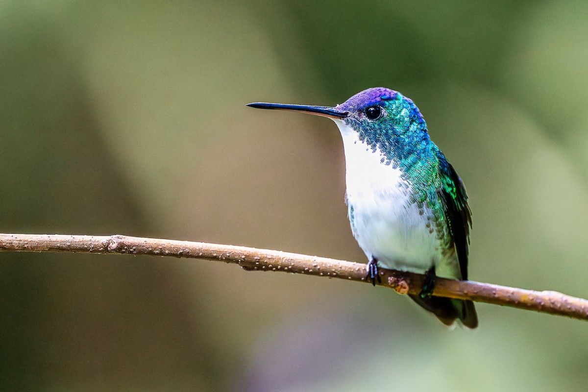 kolibřík andský - ML645809172