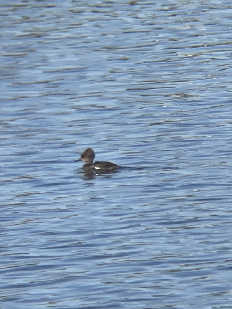 morčák chocholatý - ML645809173