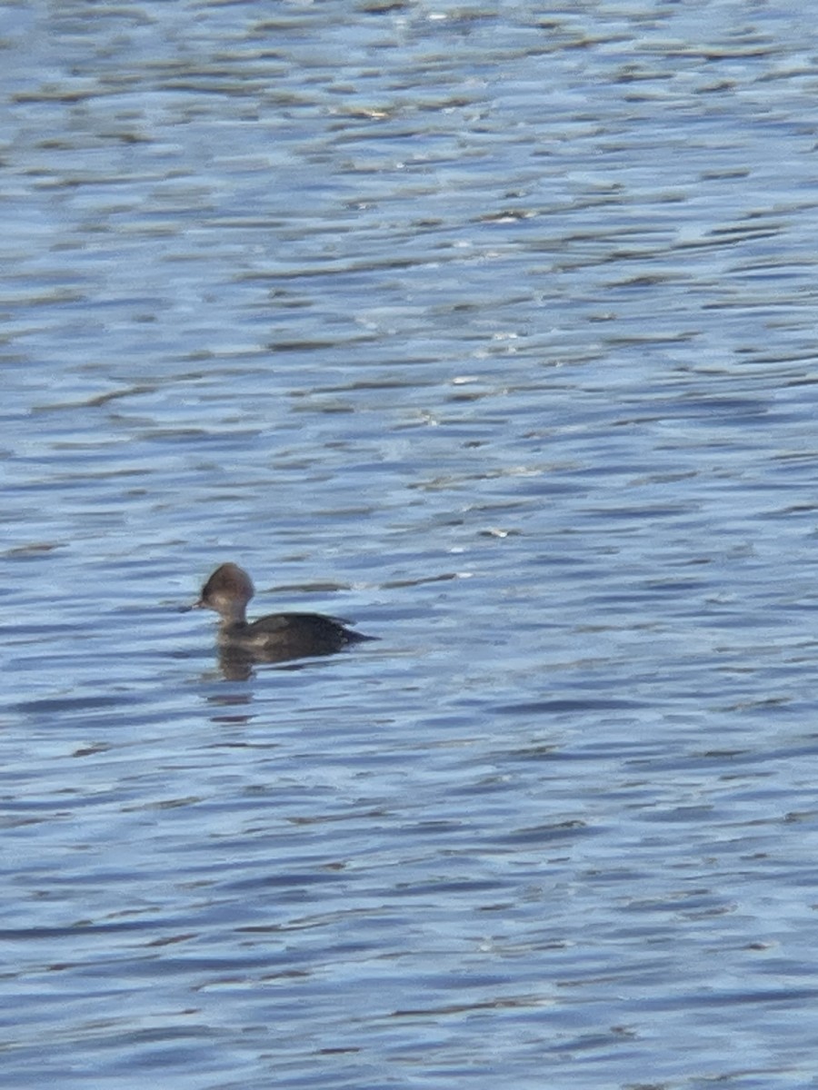 morčák chocholatý - ML645809174