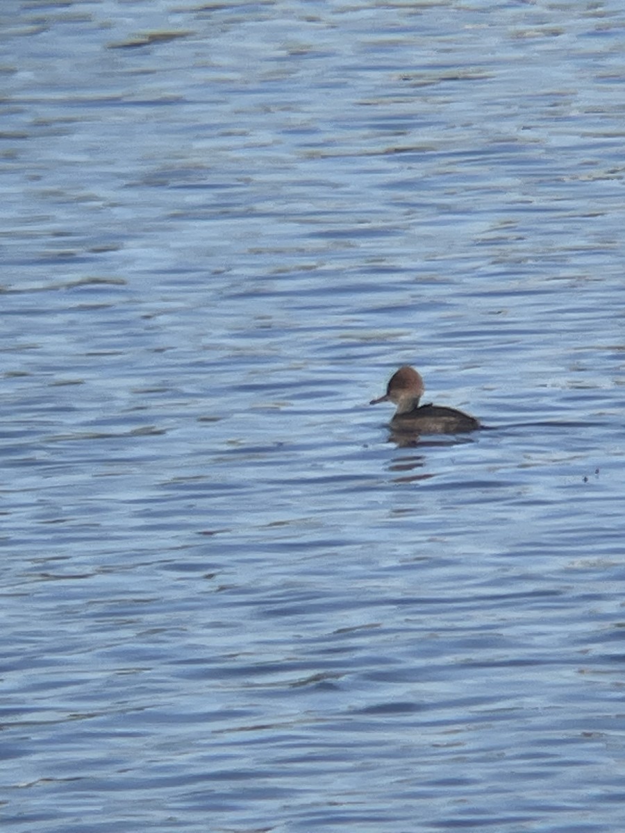 morčák chocholatý - ML645809175