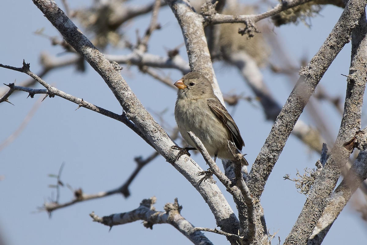 Small Tree-Finch - ML645809176