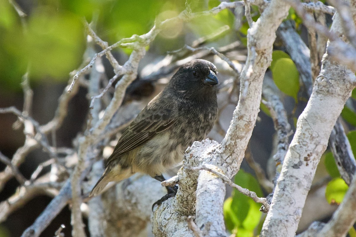 Small Tree-Finch - ML645809177