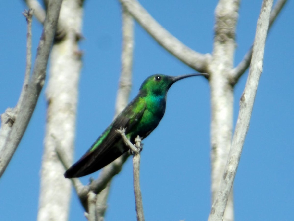 kolibřík panamský - ML645809180