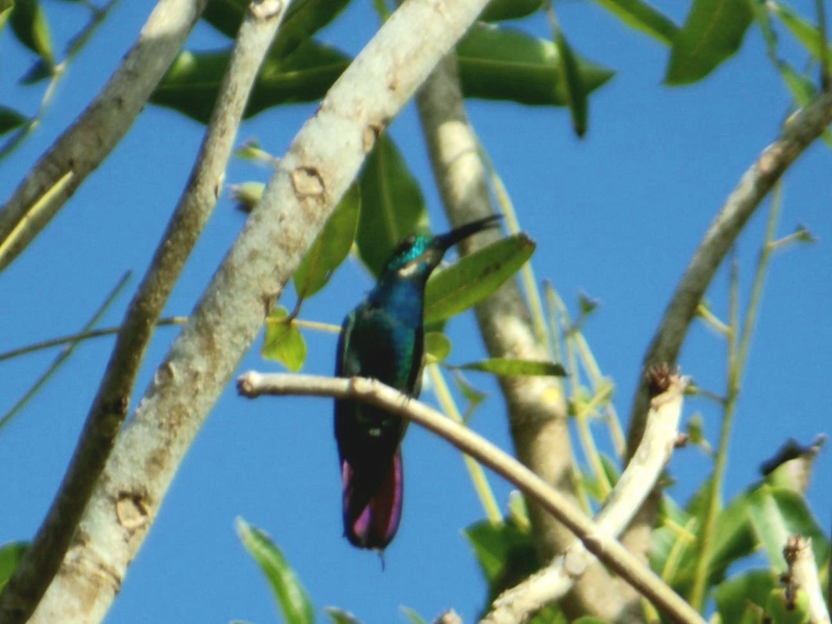 kolibřík panamský - ML645809181