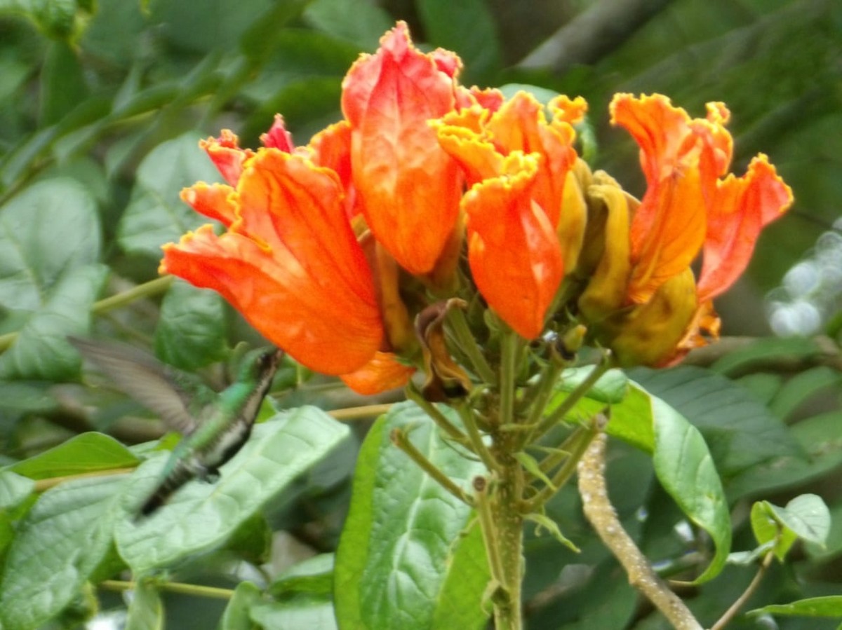 kolibřík panamský - ML645809182