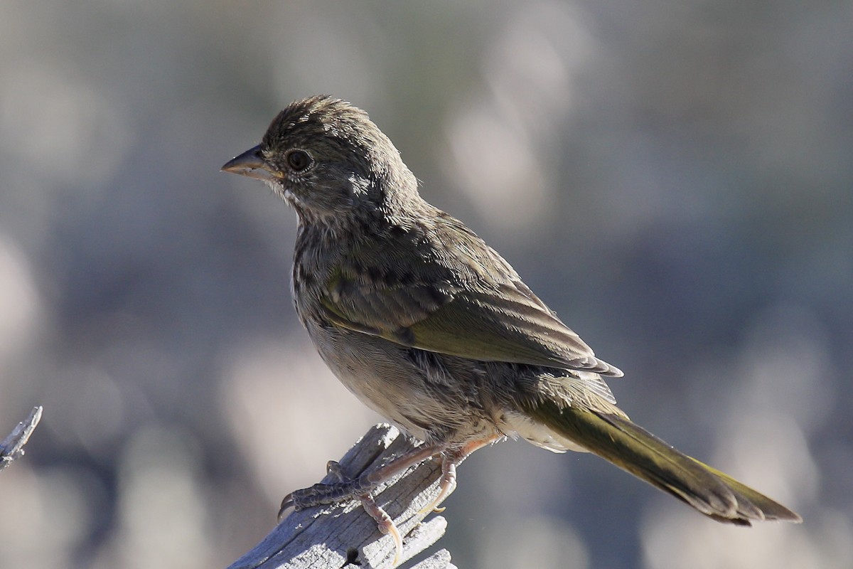 Green-tailed Towhee - ML645809183
