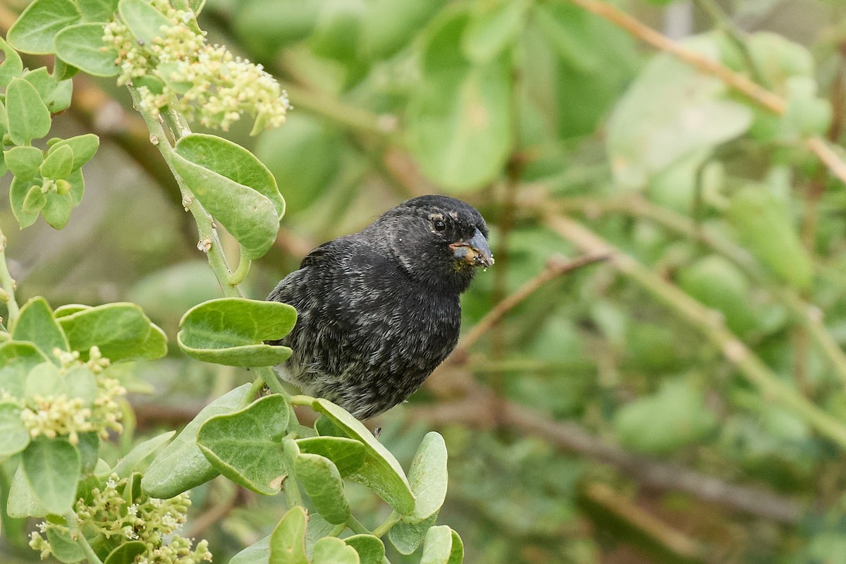 Small Ground-Finch - ML645809184