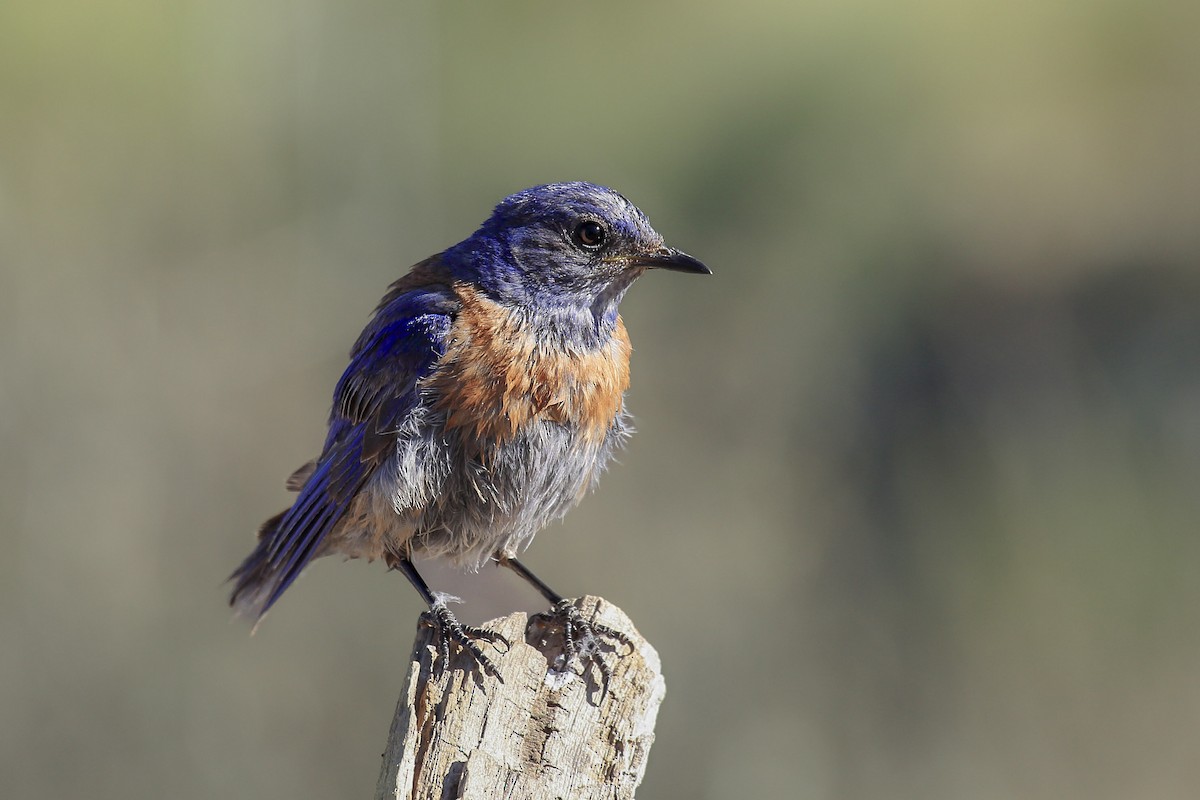 salašník západní - ML645809186