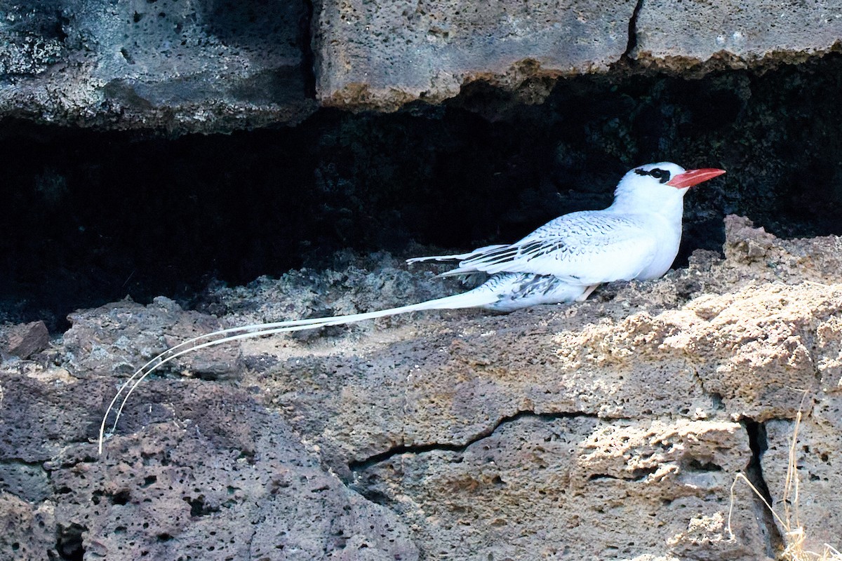 faeton vlnkovaný - ML645809188