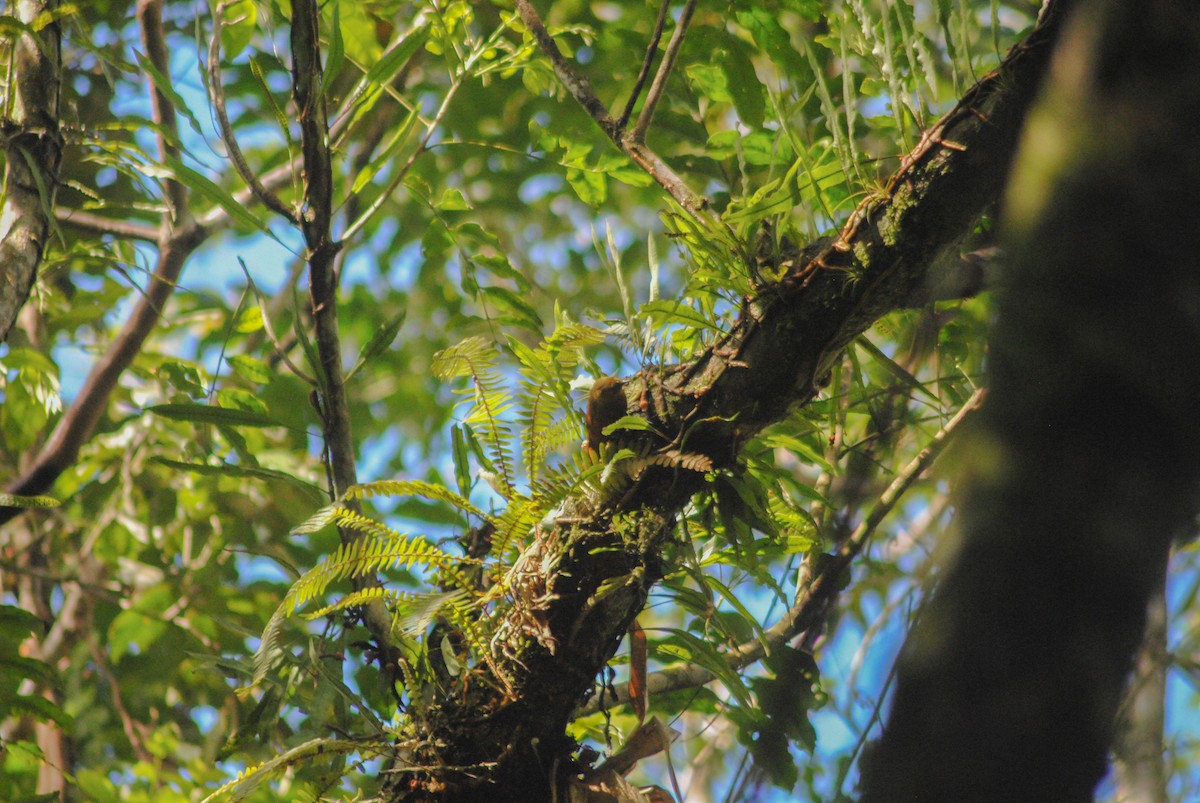 Olivaceous Woodcreeper - ML645809189
