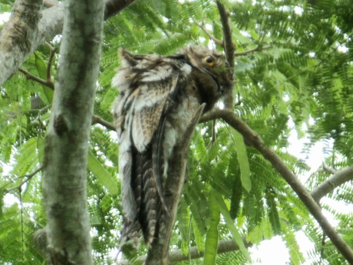 potu obecný - ML645809190