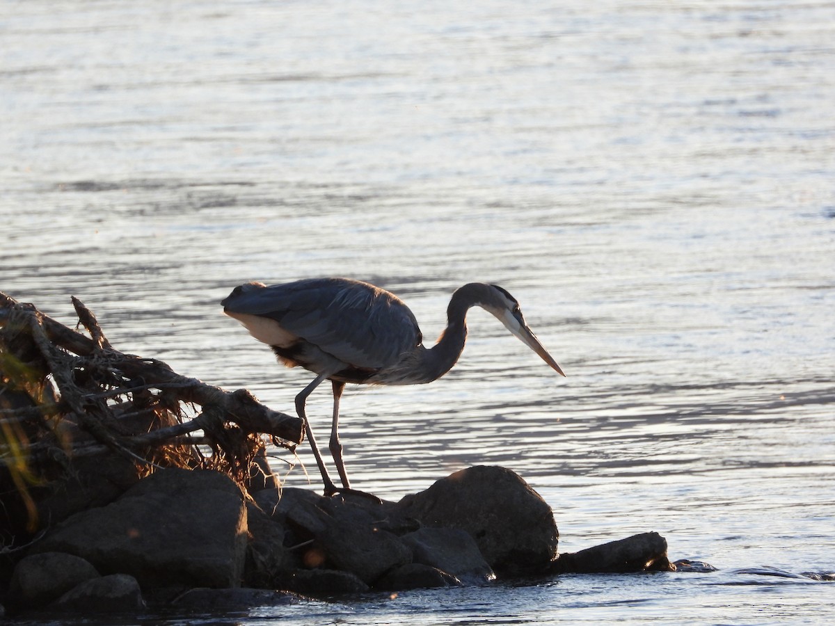 volavka velká - ML645809191