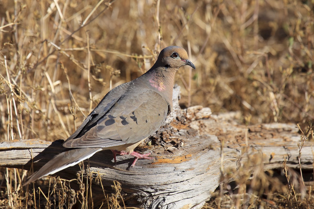 hrdlička karolínská - ML645809192