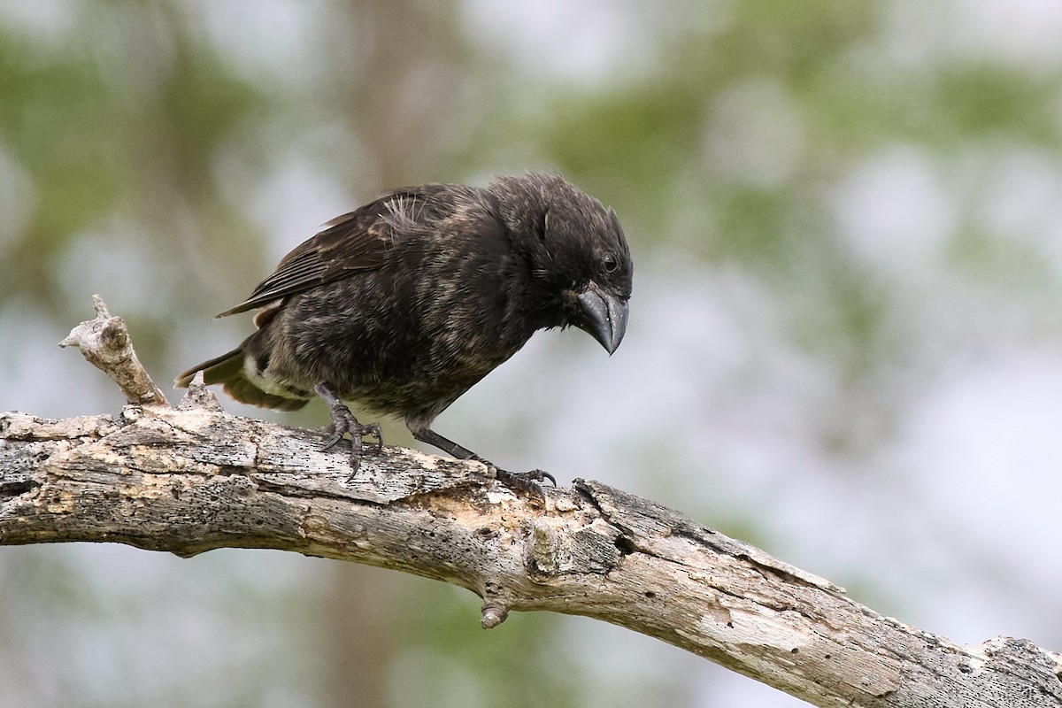 Medium Ground-Finch - ML645809193